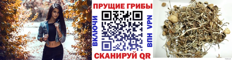 сколько стоит Кирово-Чепецк Псилоцибиновые грибы Magic Shrooms